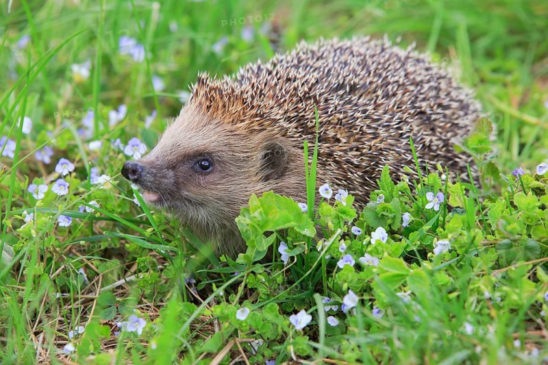 European hedgehog