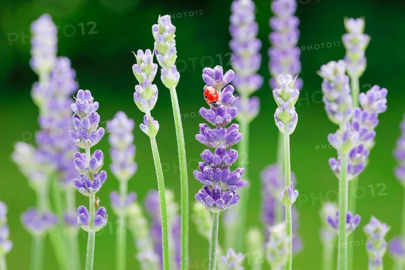 Two-spotted ladybird on lavender flower