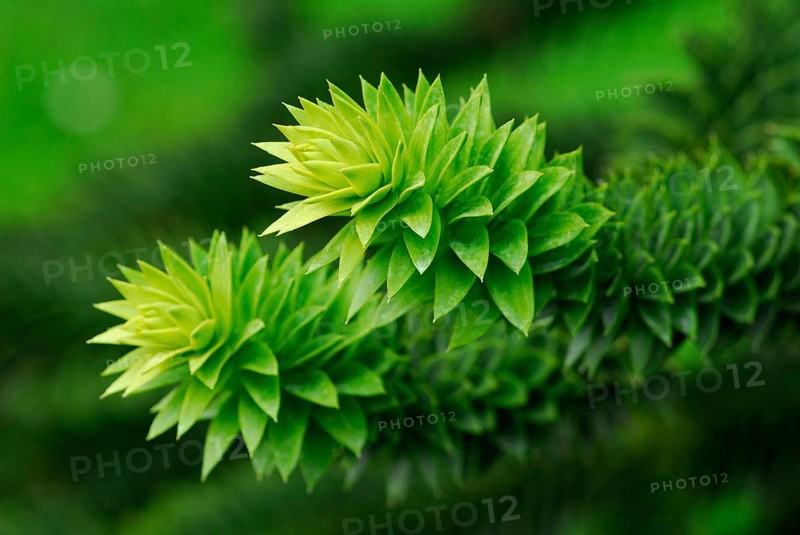 Monkey puzzle tree