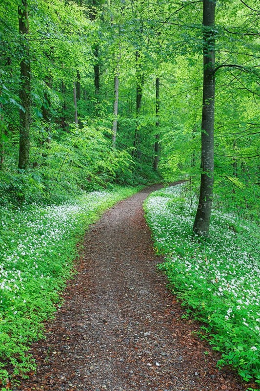 Forest path with blooming wild garlic