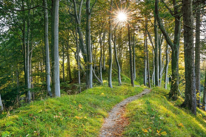 Waldweg