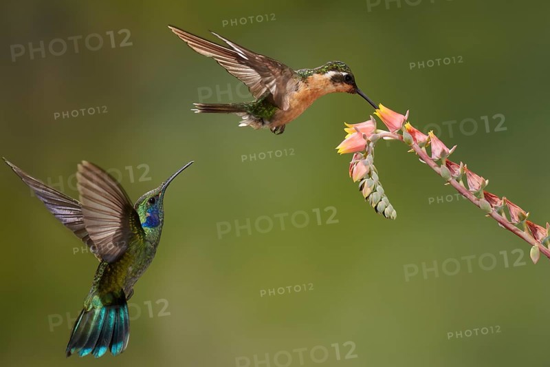 White-throated mountaingem