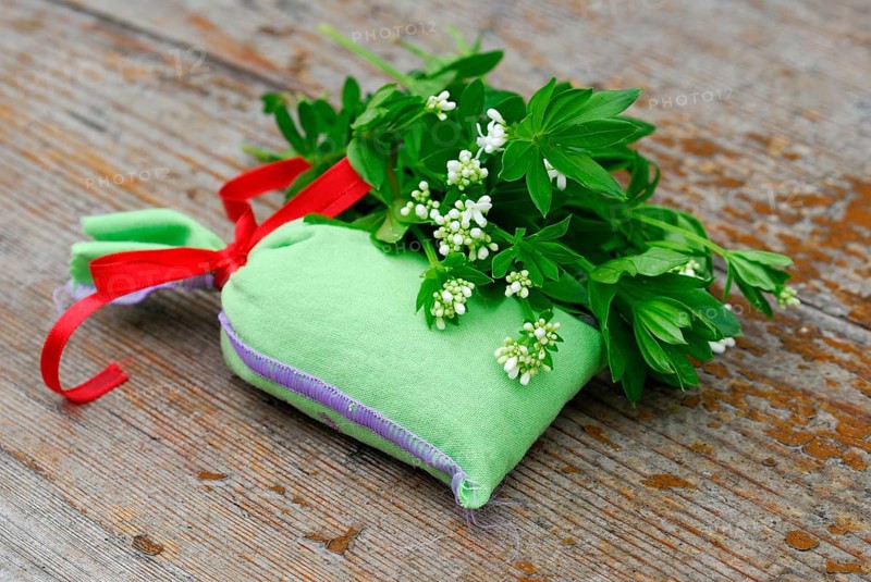 Real Galium odoratum