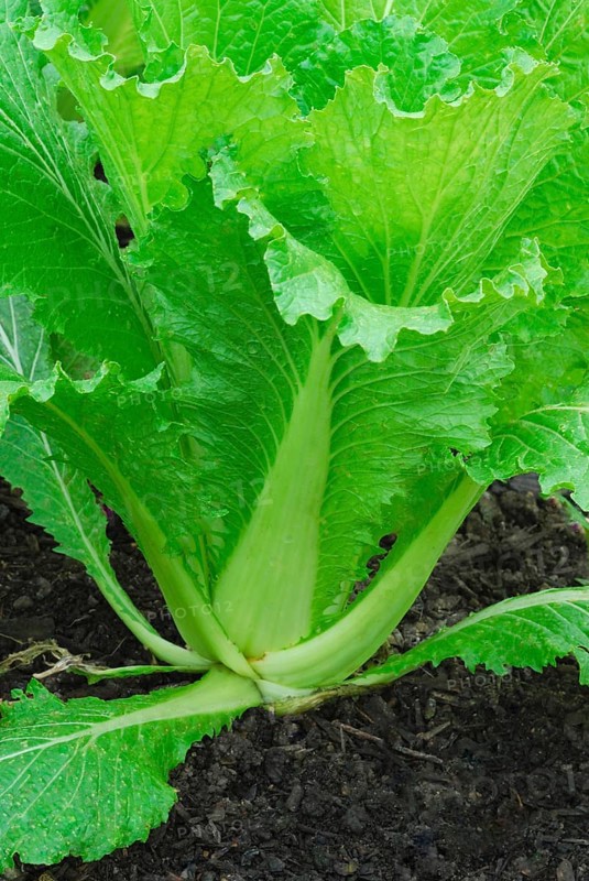 Brassica rapa