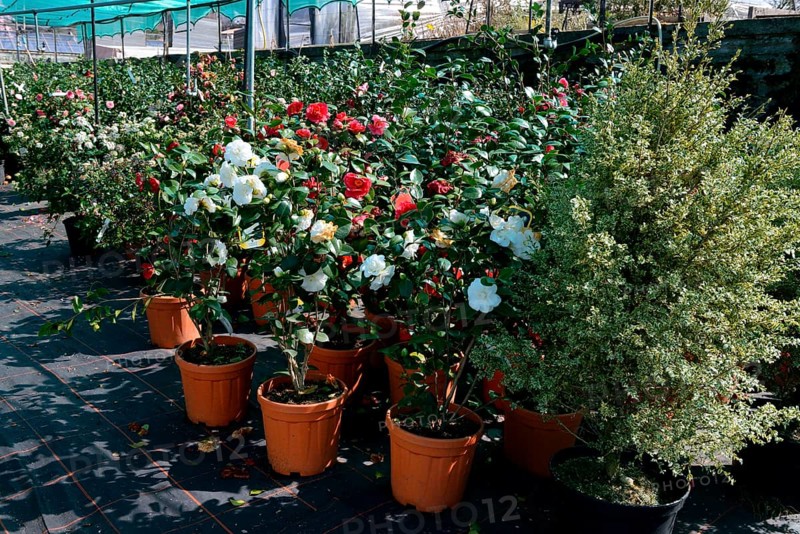 Greenhouse with camellias