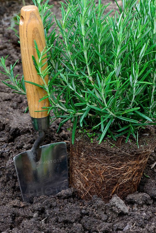 Rosemary