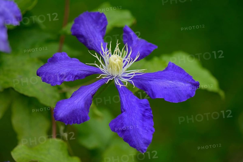Clematis