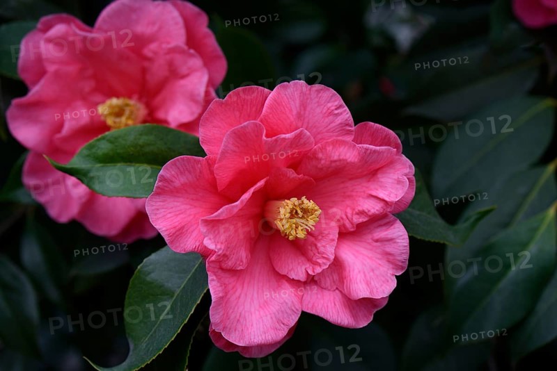 Japanese Camellia