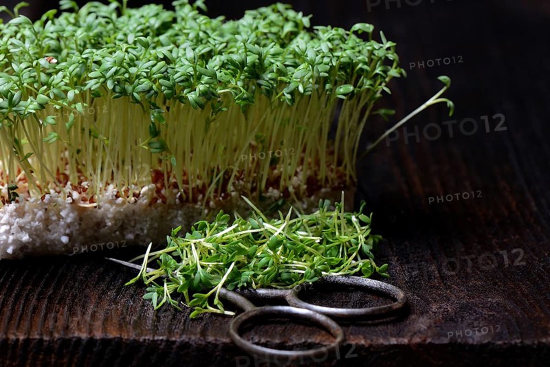Garden cress