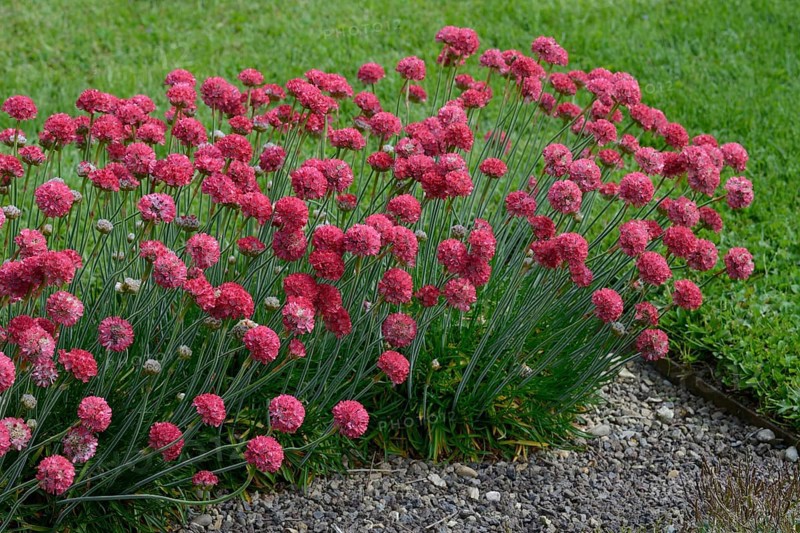 Beach carnation