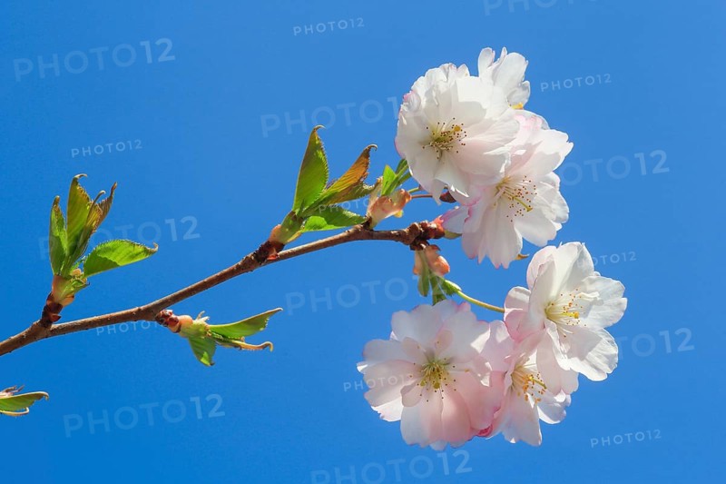 Ornamental cherry blossom in spring