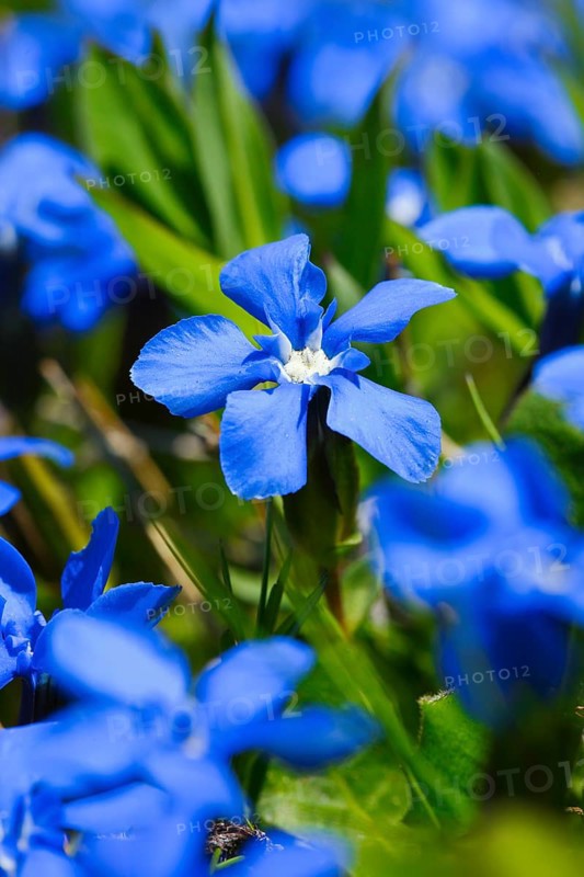 Spring Gentian