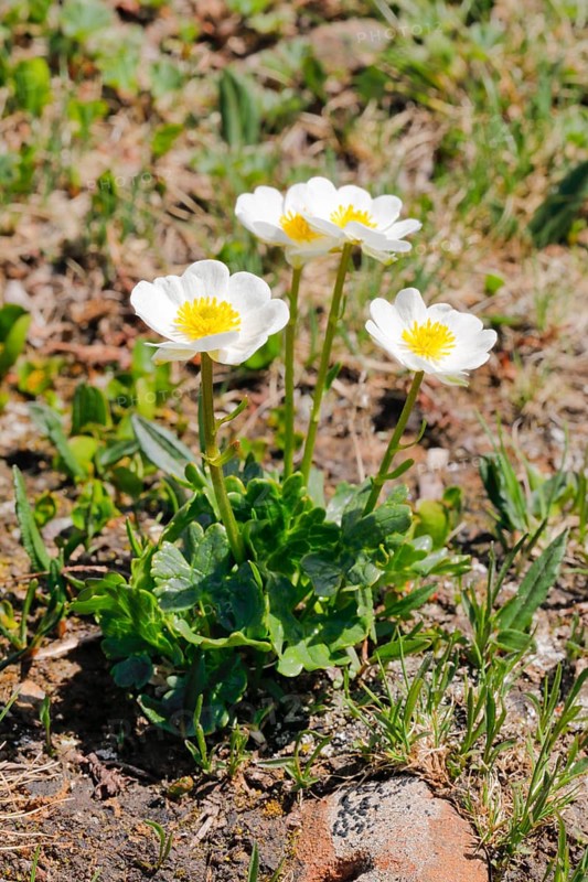 Alpine buttercup