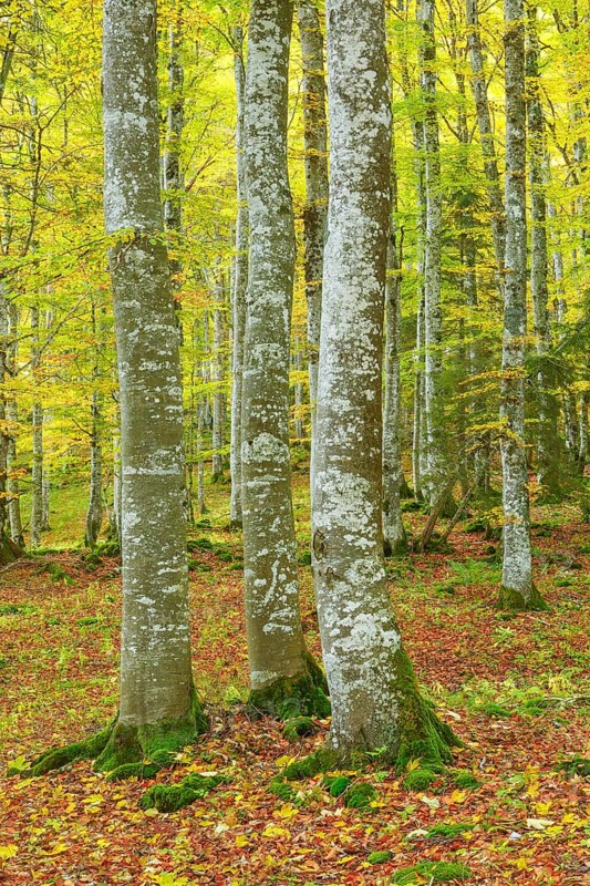 Beech forest in autumn