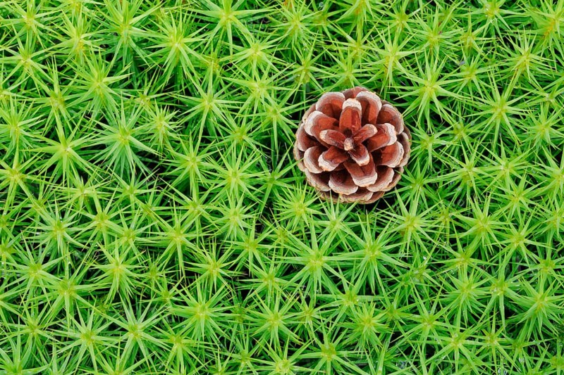 Pine cones in maidenhair moss