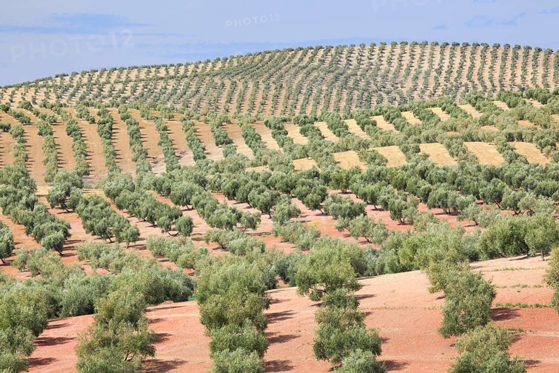 Olive groves