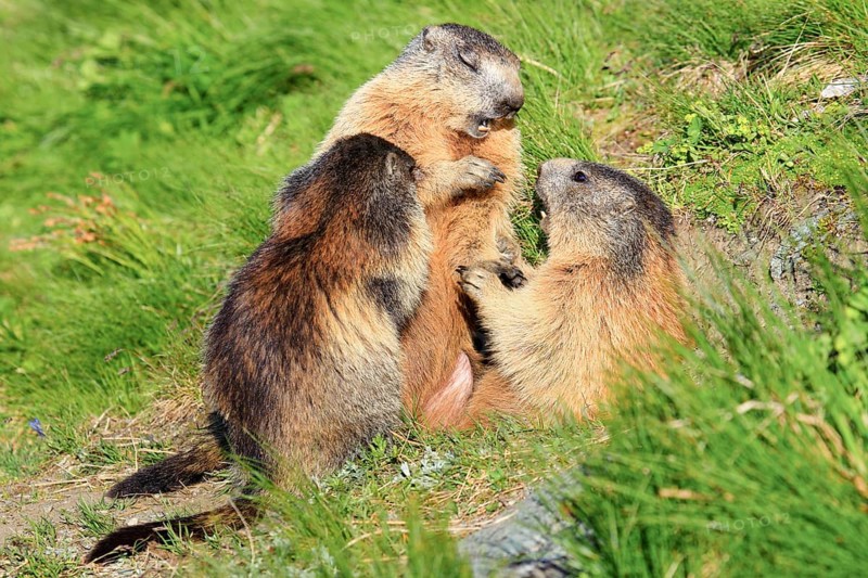 Alpine Marmot