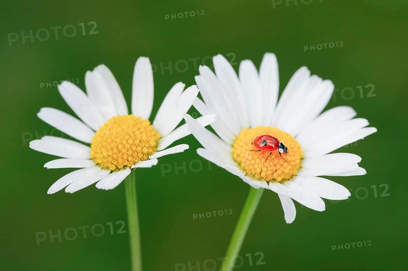 Two-spotted ladybird on daisy