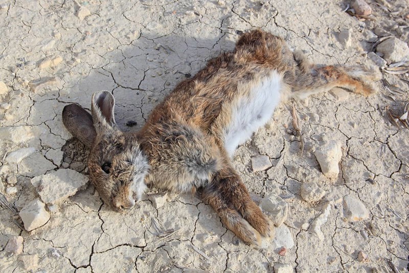 Wild rabbit