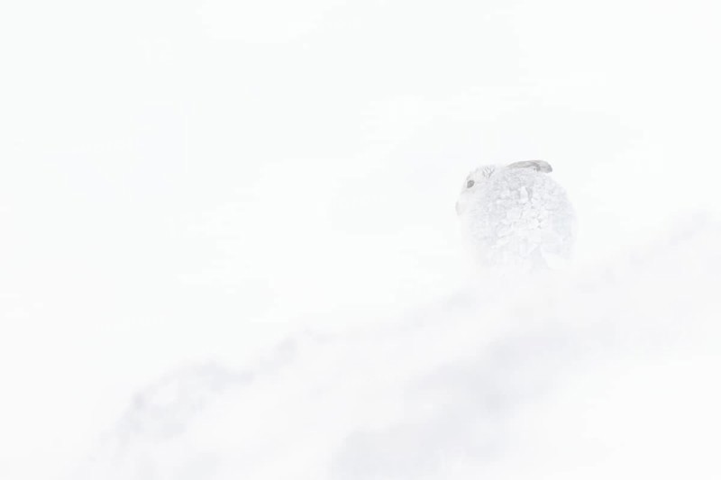 Mountain hare