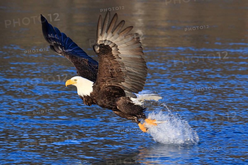 Bald eagle
