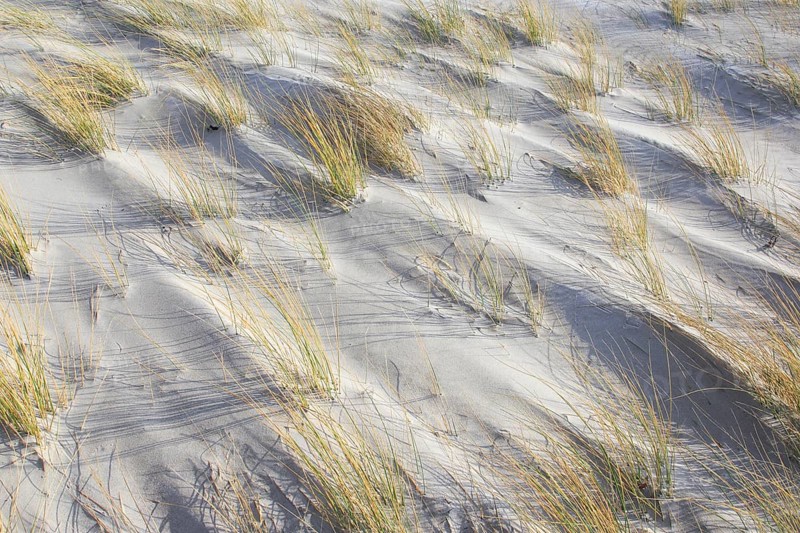 Marram Grass