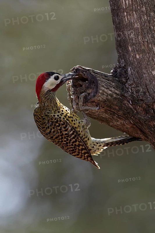 Green-barred woodpecker