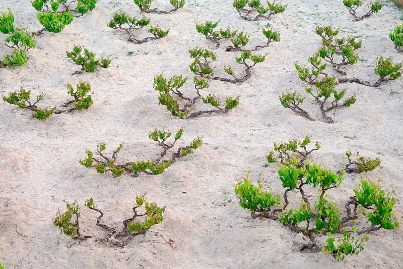 Vines