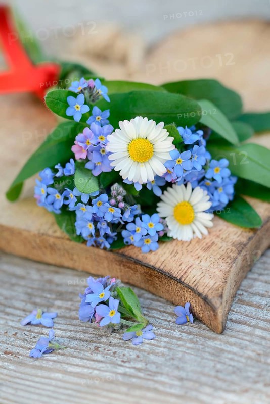 Forget-me-not