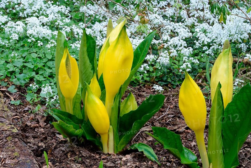 Western skunk cabbage