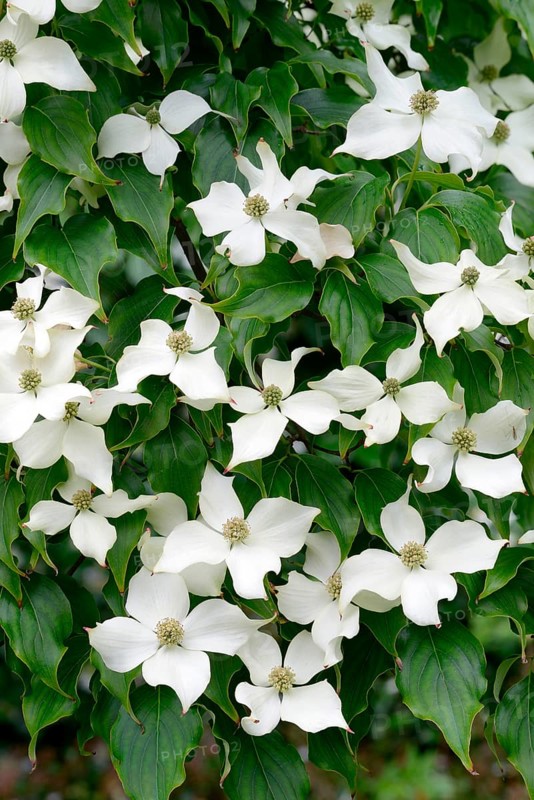 Cornus kousa