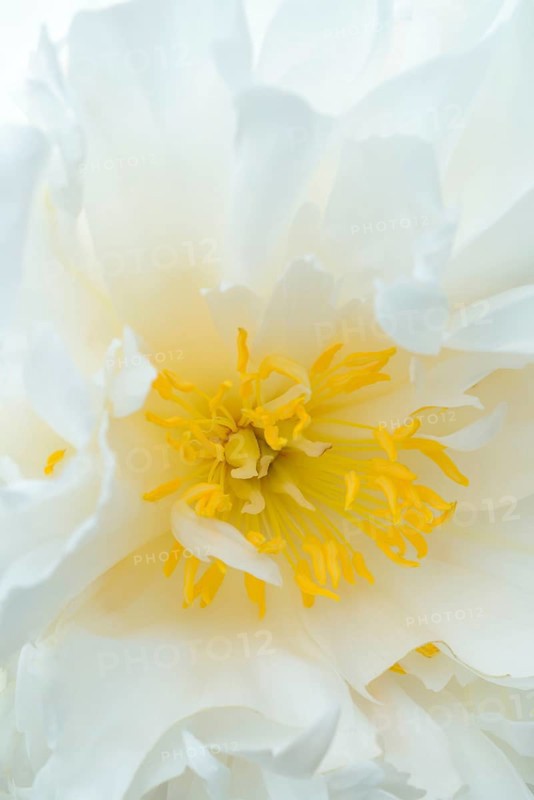 Peony