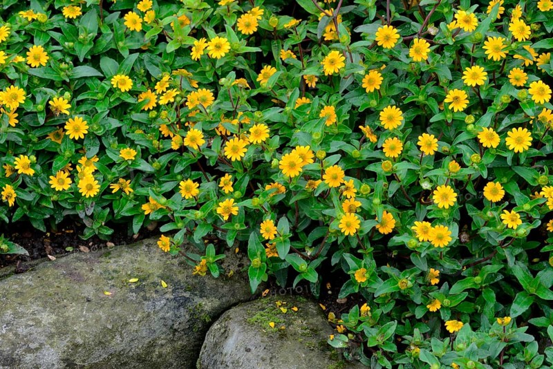 Creeping Zinnia