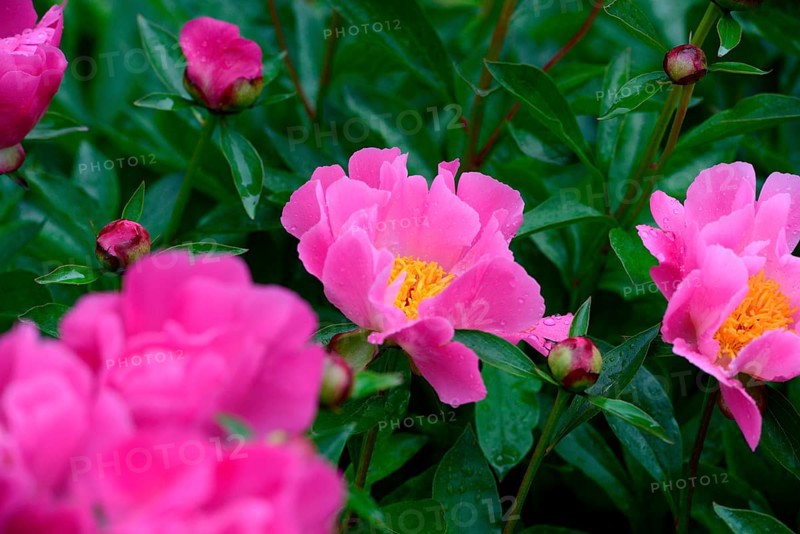 Peony