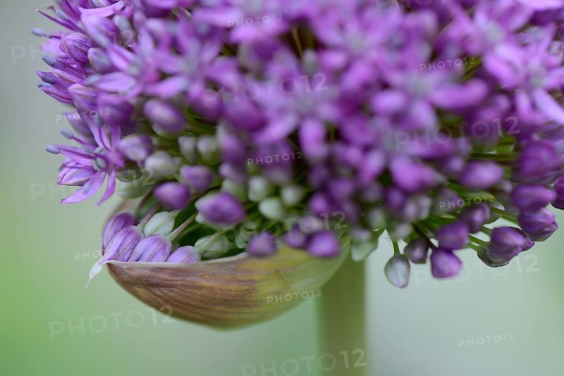Ornamental leek