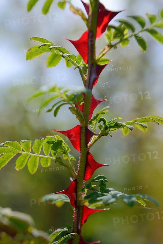 Rosa omeiensis