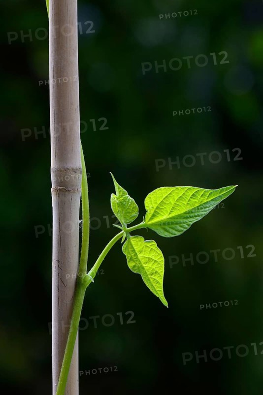 Beetle bean
