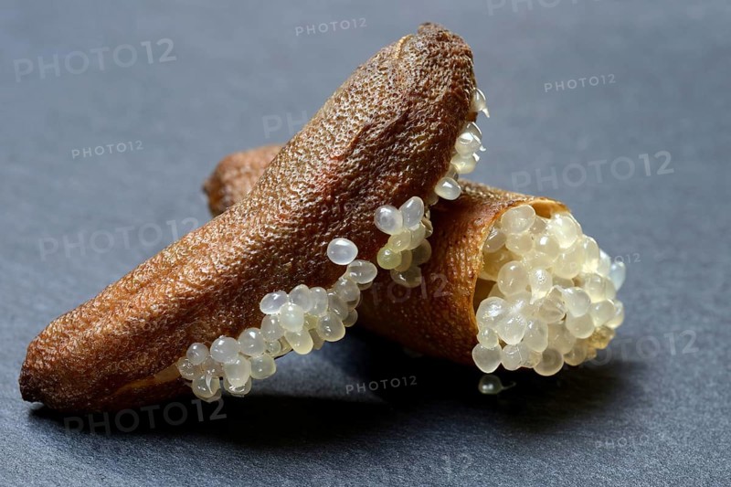 Australian finger lime