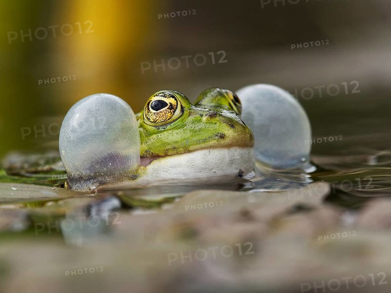 Green frog