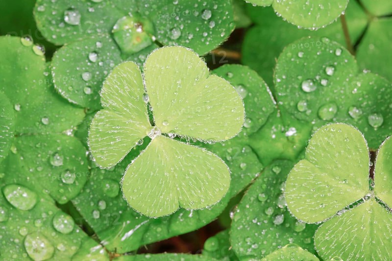 Forest clover with water drop