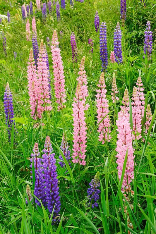 Multileaved lupin