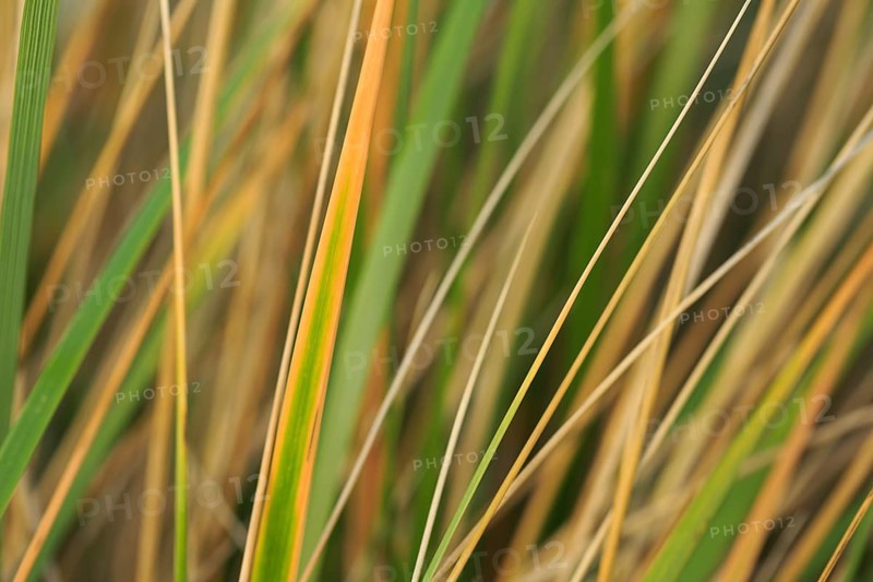 Marram Grass