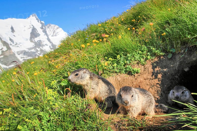 Alpine Marmot