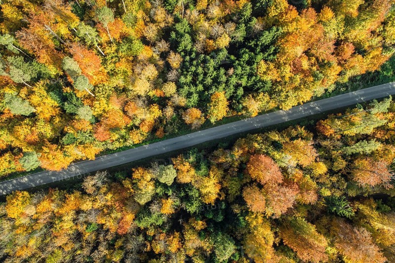 Forest lined road in autumn