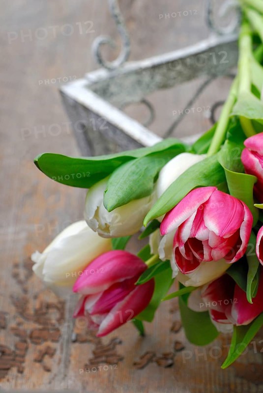 Ostrich tulips