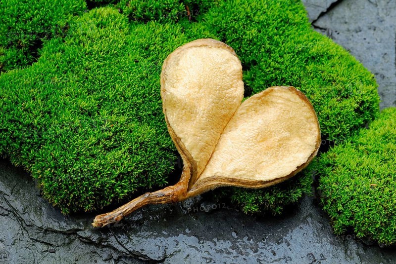 Seed pod in heart shape on moss cushion