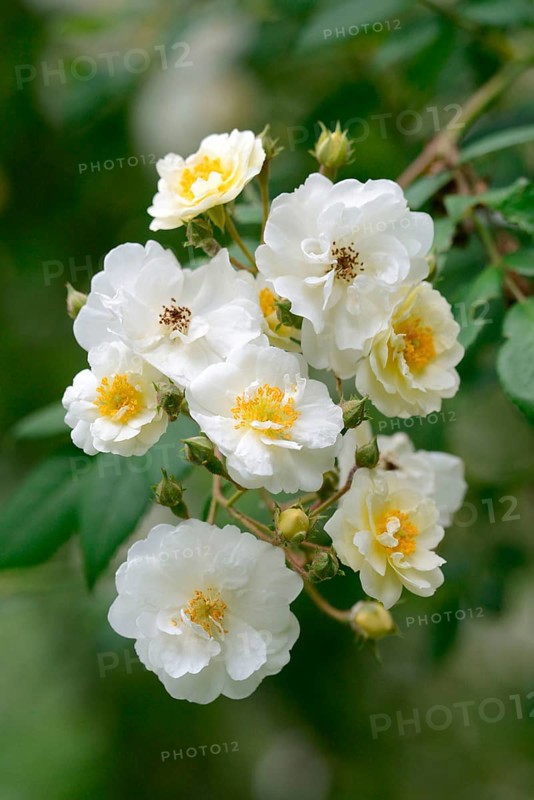 Rambler Rose