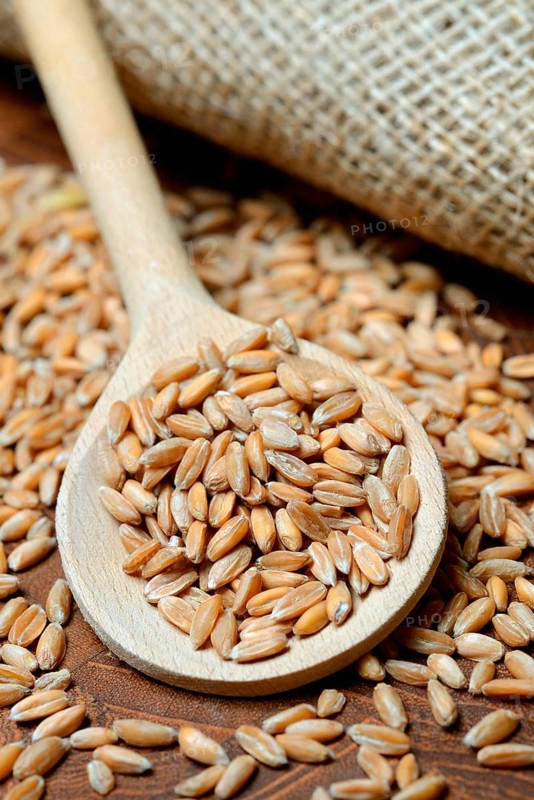 Dinkel wheat