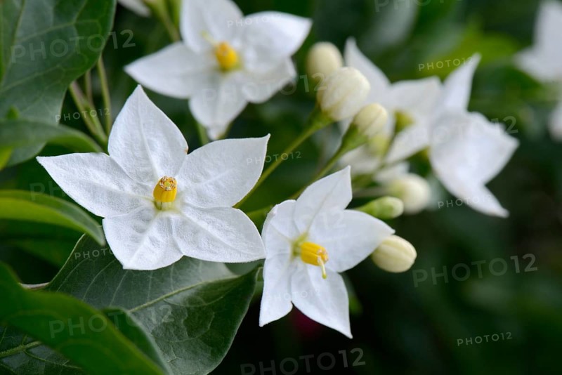 Solanum laxum