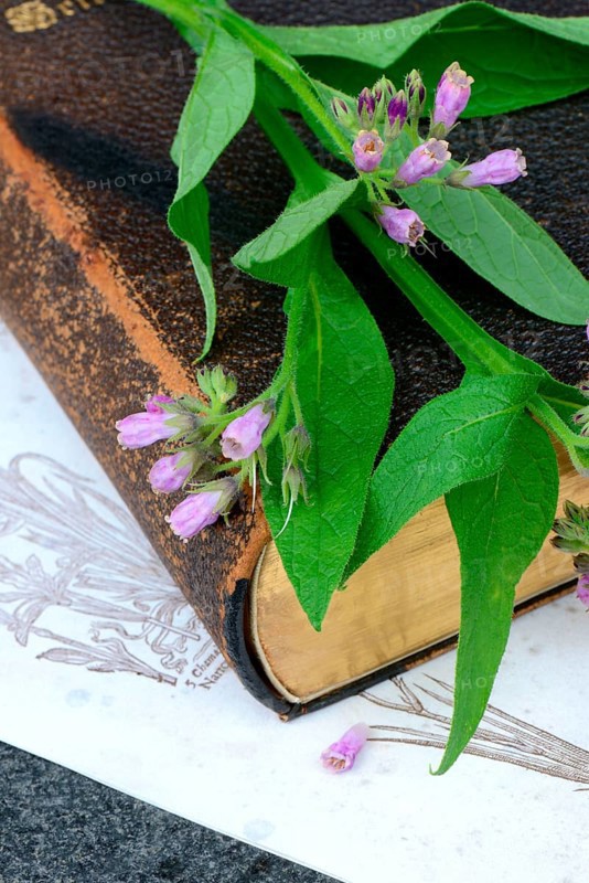 Comfrey
